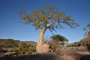 Baobab bei den Epupa Falls